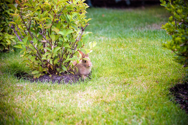 Parktaki yeşil çalıların altında saklanan sevimli gri tavşan güneşin altındaki çim tarlasının yanında.. - Fotoğraf, Görsel