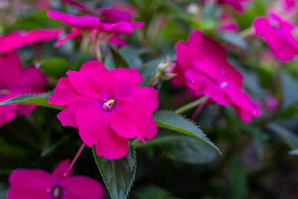 Έντονα ροζ λουλούδια που ανθίζουν σε εξωτερικούς χώρους, κοντά - Φωτογραφία, εικόνα