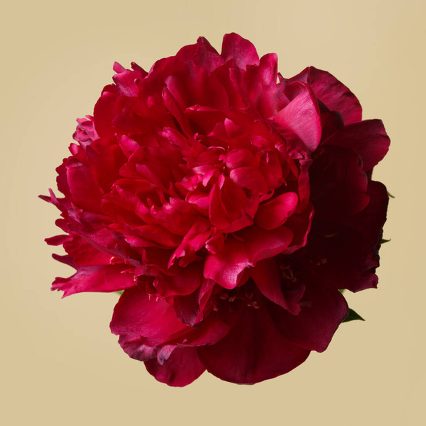 Peônia vermelho escuro flor isolada no fundo bege. - Foto, Imagem