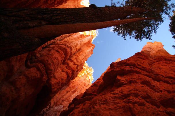 Los pinos altos surgiendo entre las rocas anaranjadas y rojas del fondo del Parque Nacional Bryce Canyon en Utah - Foto, imagen