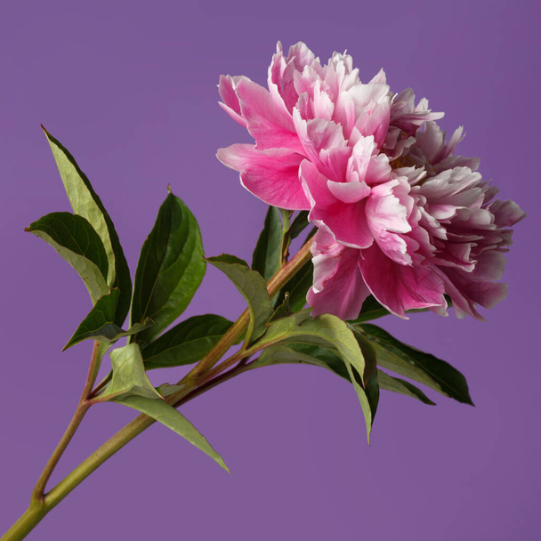 Pink peony flower isolated on purple background. - Φωτογραφία, εικόνα
