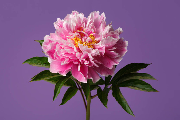 Pink peony flower isolated on purple background. - Foto, Imagen