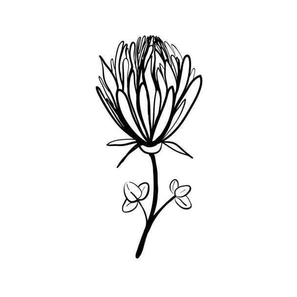 Handmade floral elements and flowers. Vector doodle illustration - Vecteur, image