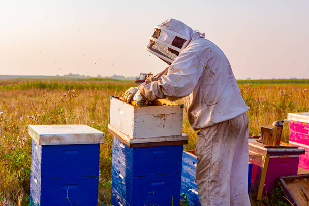 Μελισσοκόμος παίρνει έξω την κηρήθρα σε ξύλινο πλαίσιο για την εξαγωγή μελιού από κυψέλες μελισσών, συγκομιδή. - Φωτογραφία, εικόνα
