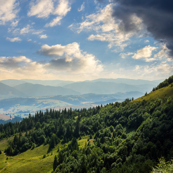 coniferous forest on a  mountain slope - Fotografie, Obrázek