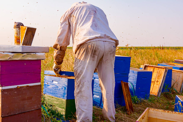 Mehiläishoitaja, mehiläishoitaja avaa pesän mehiläisyhdyskunnan tilanteen hallitsemiseksi ennen mehiläispesien, sadonkorjuun, hunajan poimimista. - Valokuva, kuva