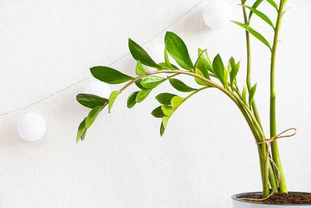 Green branch of ornamental plant Zamioculcas close-up against of white wall. - Φωτογραφία, εικόνα