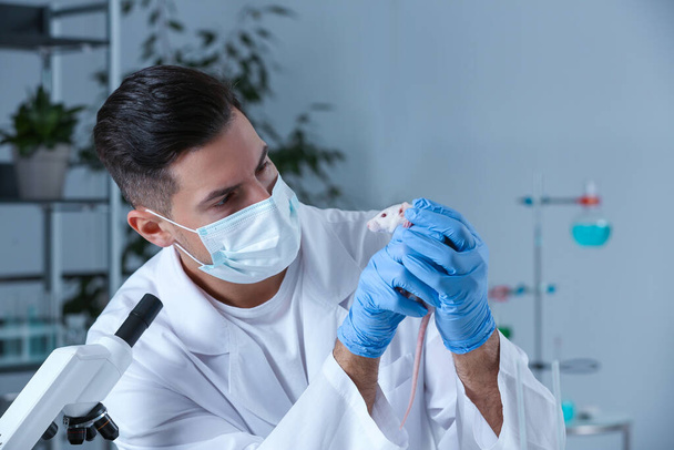 Scientist with rat in chemical laboratory. Animal testing - Fotó, kép