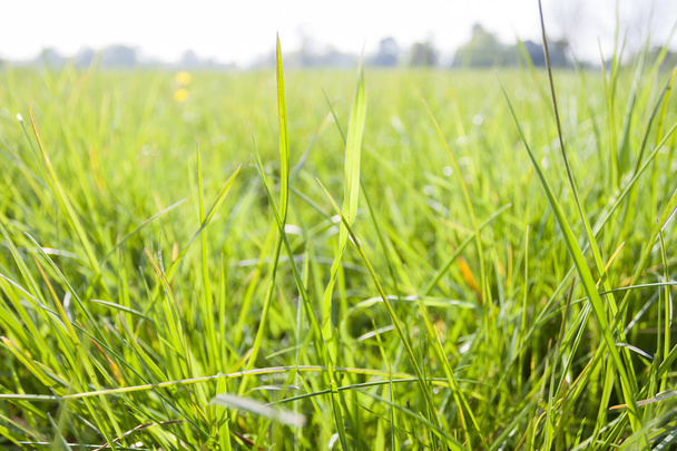 Grass background - Photo, Image