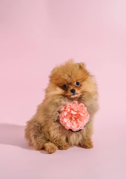 Leuke verward pomeranian puppy met roze achtergrond met bloem - Foto, afbeelding