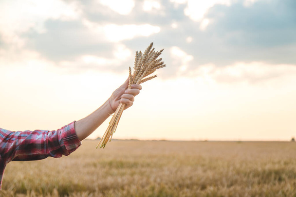 Un hombre agricultor sostiene espigas de trigo en su mano en el campo. Enfoque selectivo. - Foto, imagen