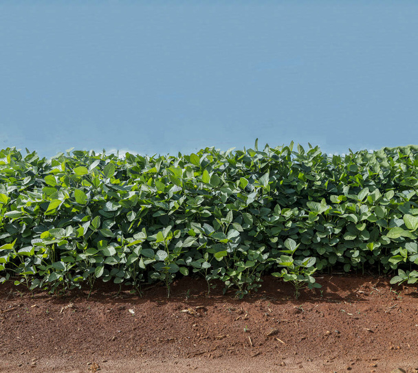 Agricultural soy plantation on blue sky - Green growing soybeans plant against sunlight. - Photo, Image