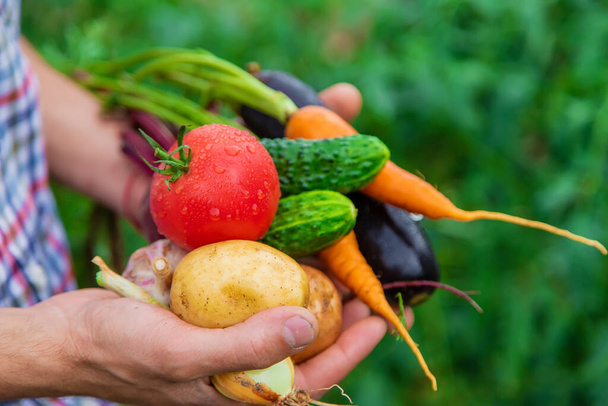 Egy férfi farmer zöldségeket tart a kezében a kertben. Szelektív fókusz. - Fotó, kép