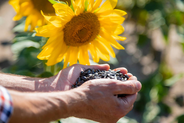 A man farmer holds sunflower seeds in his hands. Selective focus. - 写真・画像