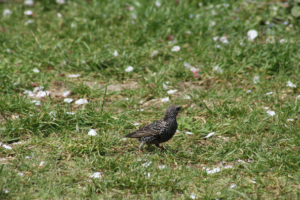 Common starling walking on grass close-up with selective focus on foreground - Photo, Image