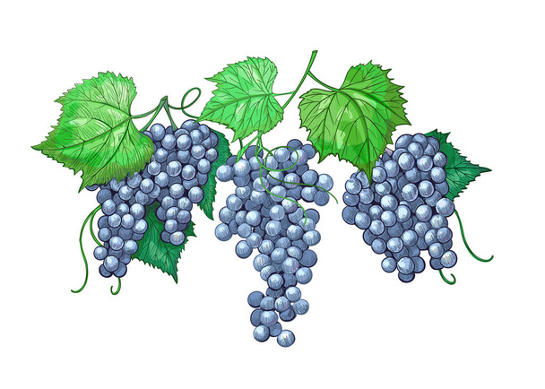 Engraved vintage illustration of grapes. Wine grapes wreath isolated element for design wine. - Vector, Image