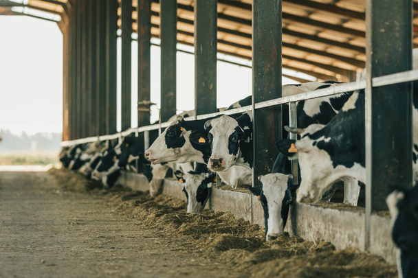 Молочная корова смотрит в камеру, пока другие коровы едят сено на ферме. - Фото, изображение