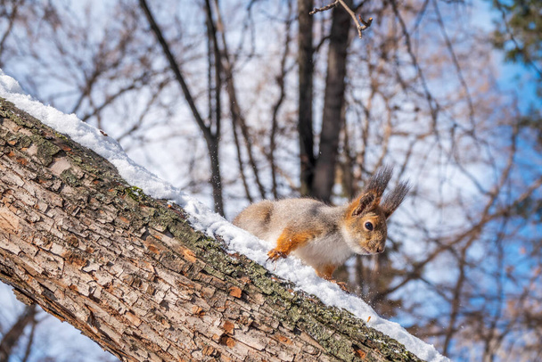 Squirrel in winter sits on a tree trunk with snow. Eurasian red squirrel, Sciurus vulgaris, sitting on branch covered in snow in winter. - Zdjęcie, obraz