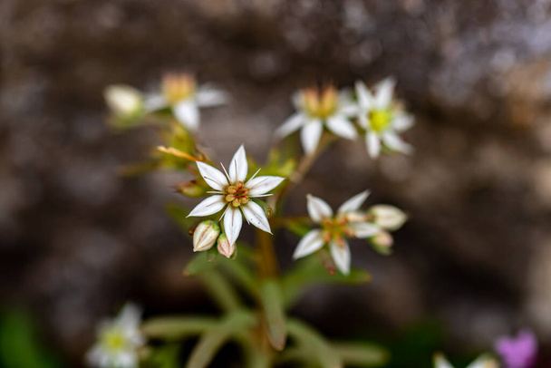 Saxifraga sedoides kwiat rosnący w lesie, makro - Zdjęcie, obraz