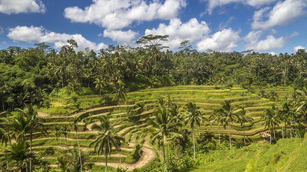 Blick auf Reisfelder in Bali - Foto, Bild