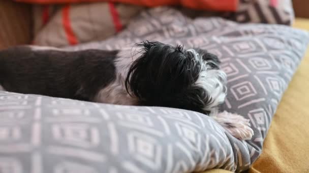 Zblízka rozkošný pes spí na pohovce - Záběry, video