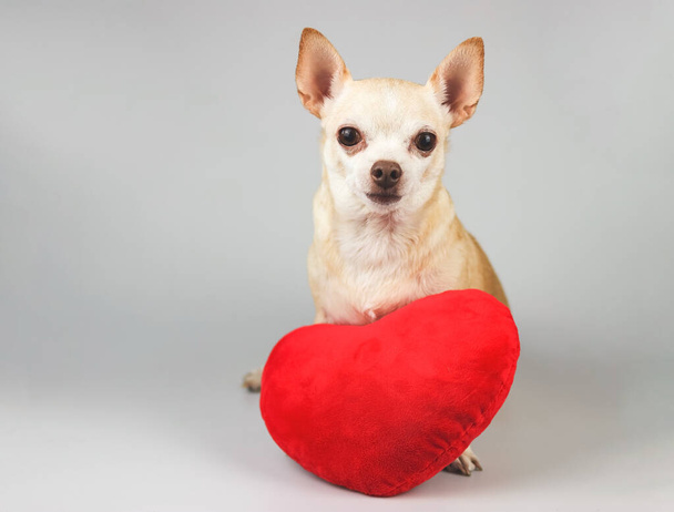 Porträt eines braunen Chihuahua-Hundes mit rotem Herzkissen auf weißem Hintergrund, der isoliert in die Kamera blickt. Valentinstag-Konzept. - Foto, Bild