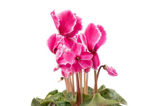 Rosa Cyclamen isoliert auf weißem Hintergrund Foto. Es blühen rosa und weiße Blüten. - Foto, Bild