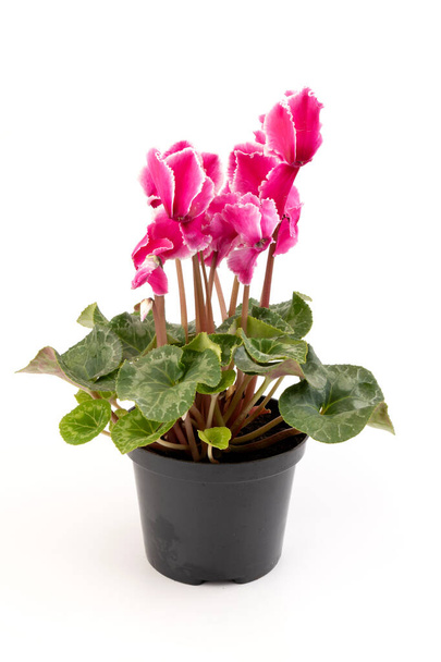 Pink cyclamen isolated on white background photo. Single stem Lobe Twist There are pink and white flowers blooming. - Photo, Image