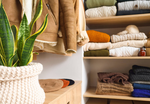 Woonplant op plank in garderobe met warme kleren, close-up - Foto, afbeelding