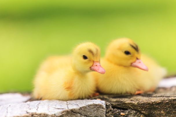 cute little kaczki - Zdjęcie, obraz