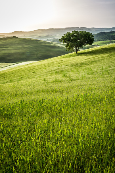 zonsopgang boven de groene velden in Toscane - Foto, afbeelding