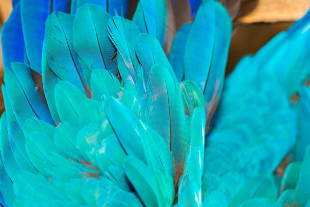 close-up van kleurrijke papegaai veer achtergrond - Foto, afbeelding