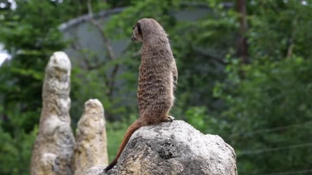 Meerkat, Suricata suricatta ül egy kövön, és a távolba néz. - Felvétel, videó