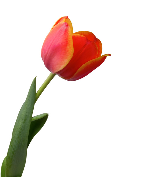 Tulip isolated on white background - Valokuva, kuva