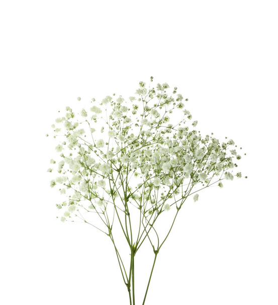 Beautiful gypsophila flowers isolated on white background, closeup - Fotoğraf, Görsel