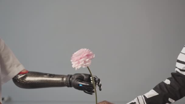 Μεσοτομή αργή βολή της αγνώριστη γυναίκα λαμβάνοντας όμορφο ροζ λουλούδι με βιονικό χέρι της παραδόθηκε από αγνώριστη Αφροαμερικανός σε γκρι φόντο - Πλάνα, βίντεο