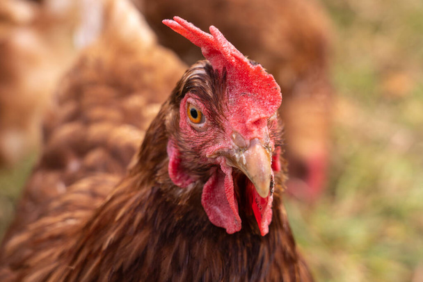onnellinen, terveellisen näköinen kana kanatilalla Itävallassa - Valokuva, kuva