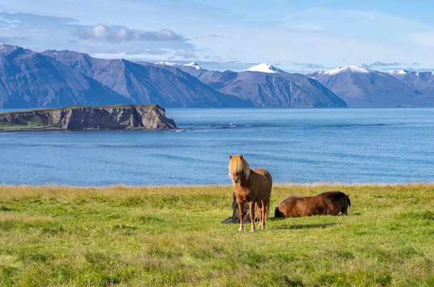 смешные иландские пони со стильной стрижкой пасущиеся на пастбище в северной Исландии - Фото, изображение