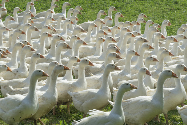Enorme manada de gansos blancos en el prado verde de una granja de gansos - Foto, Imagen