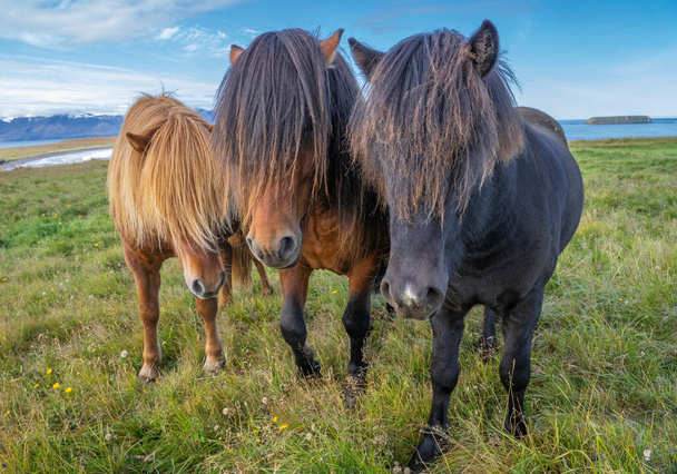 アイスランド北部の牧草地でスタイリッシュな散髪放牧で面白いアイスランドのポニー - 写真・画像
