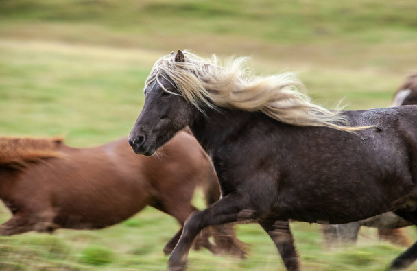 Flock of Island ponies with flying mane on a pasture in northern Iceland - Photo, Image