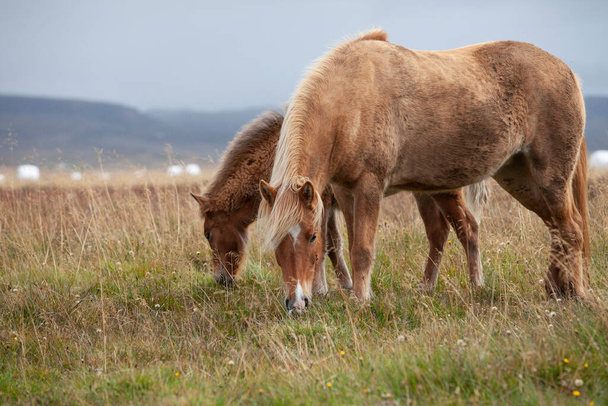 Кумедні поні з стильним волоссям, що пасуться на пасовищі в північній Ісландії. - Фото, зображення