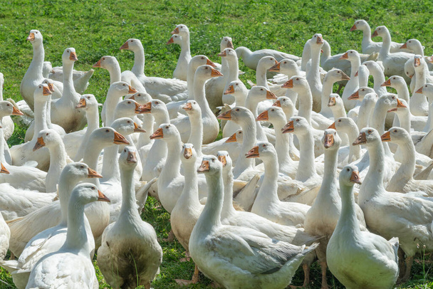 Величезний стадо білих гусей на зеленому лузі гусейної ферми
 - Фото, зображення