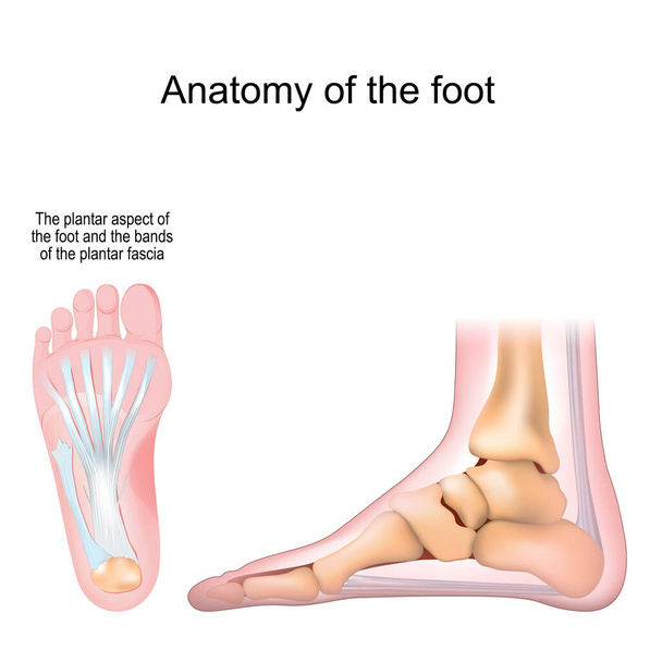 Anatomía del pie. Huesos y fascia plantar. Ilustración vectorial realista. vista inferior y vista lateral - Vector, Imagen