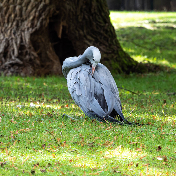 Der Blaue Kranich, Grus paradisea, ist eine vom Aussterben bedrohte Vogelart, die im südlichen Afrika heimisch ist. Es ist der Nationalvogel Südafrikas - Foto, Bild