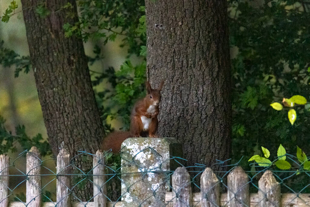 Uno scoiattolo siede tra foglie verdi su un ramo - Foto, immagini