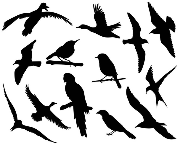 aves voando conjunto silhueta, no fundo branco, vetor - Vetor, Imagem