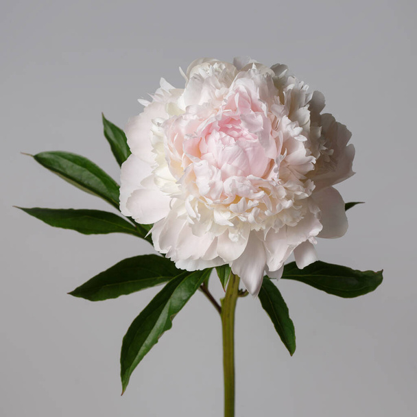 Beautiful delicate peony flower isolated on gray background. - Фото, изображение