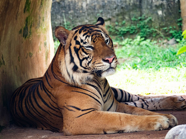 Foto de un tigre, pantera tigris, de un animal en peligro de extinción - Foto, Imagen