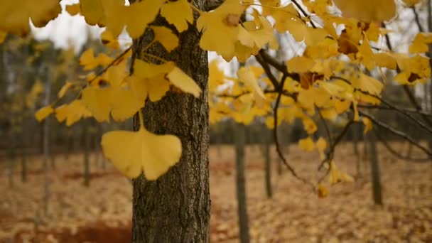 Golden ginkgo tree, - Footage, Video